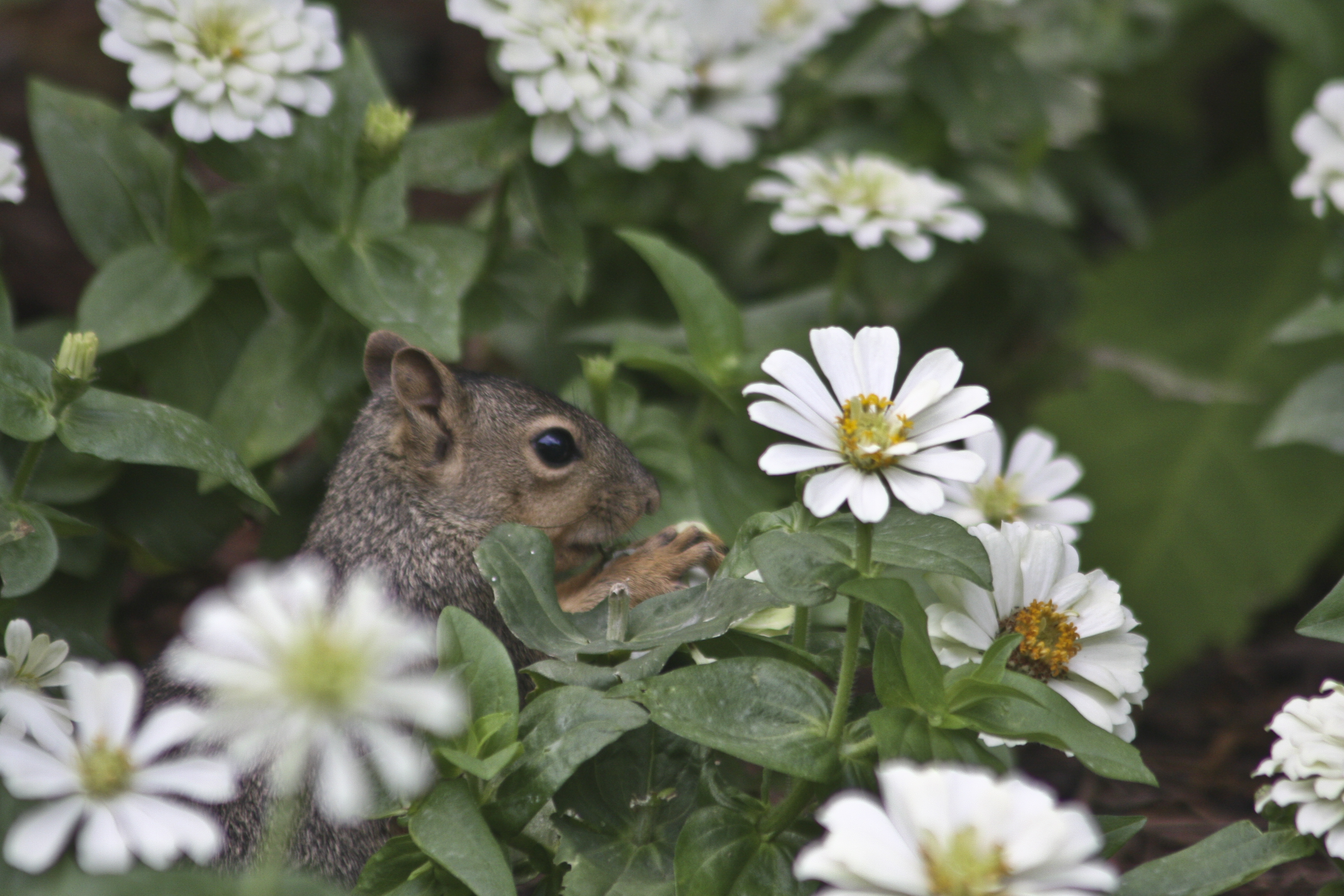 Here I am in the flowers.