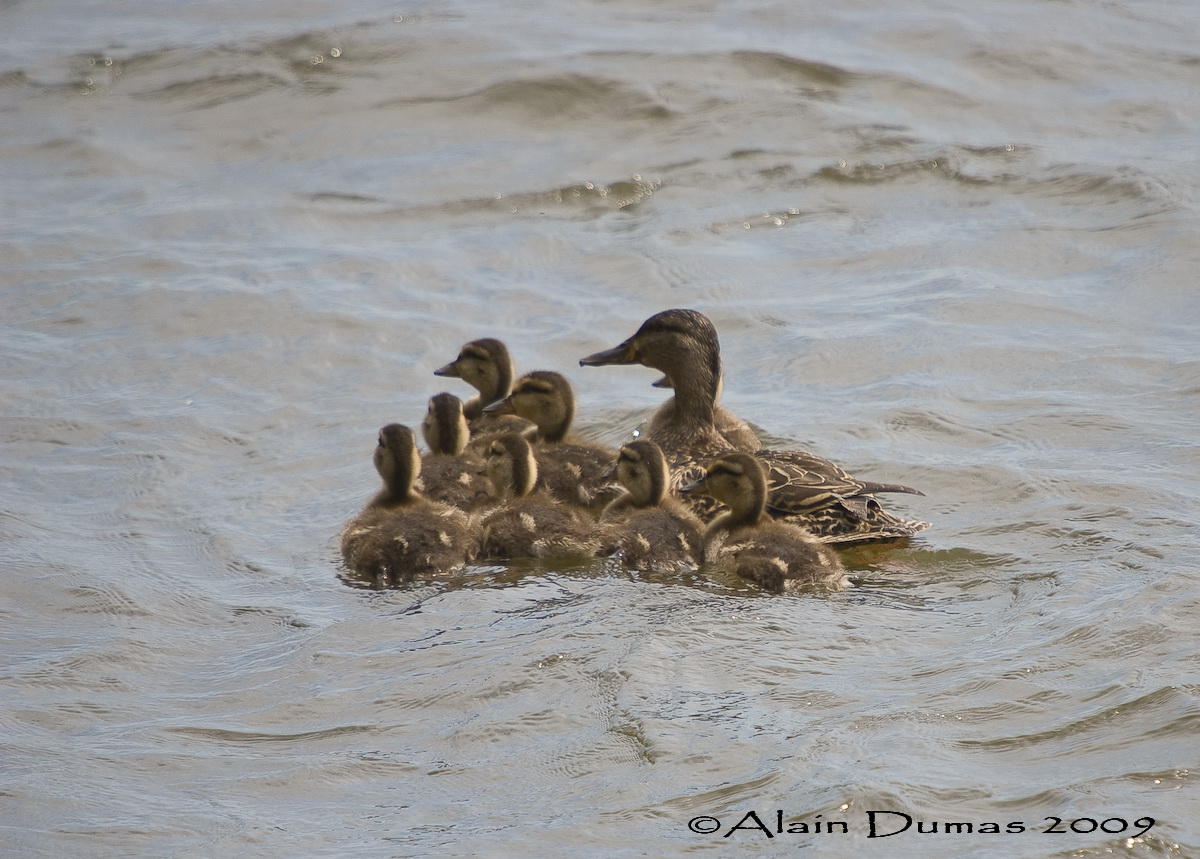 Canards Colvert - Mallard Ducks