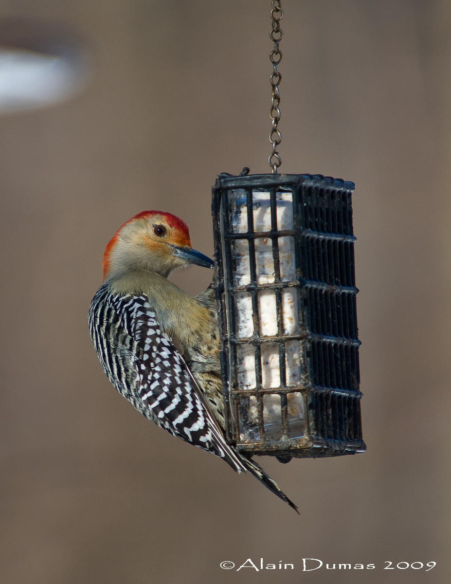 Pic  ventre roux Mle - Male Red-Bellied Woodpecker - 004