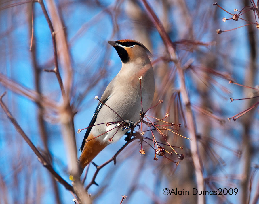 Jaseur Boral - Bohemian Waxwing