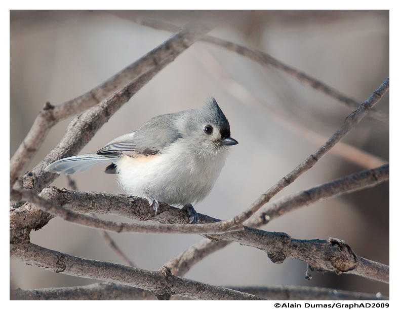 Msange Bicolore - Tufted Titmouse