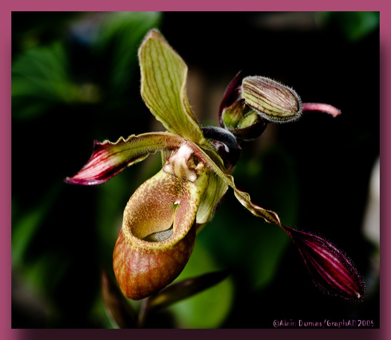 Phragmipedium lindlevanum