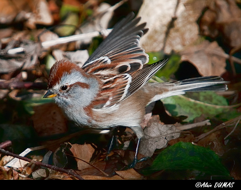 Bruant Hudsonnien - American Tree Sparrow