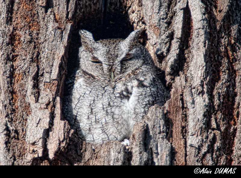 Petit Duc Macul - Eastern Screech-Owl