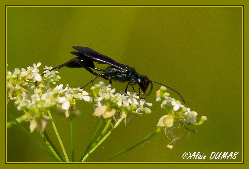 Potire Bleue - Blue Mud Wasp