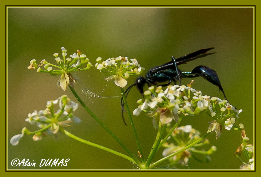 Potire Bleue - Blue Mud Wasp