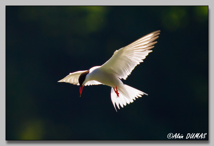 Sterne Pierregarin - Common Tern