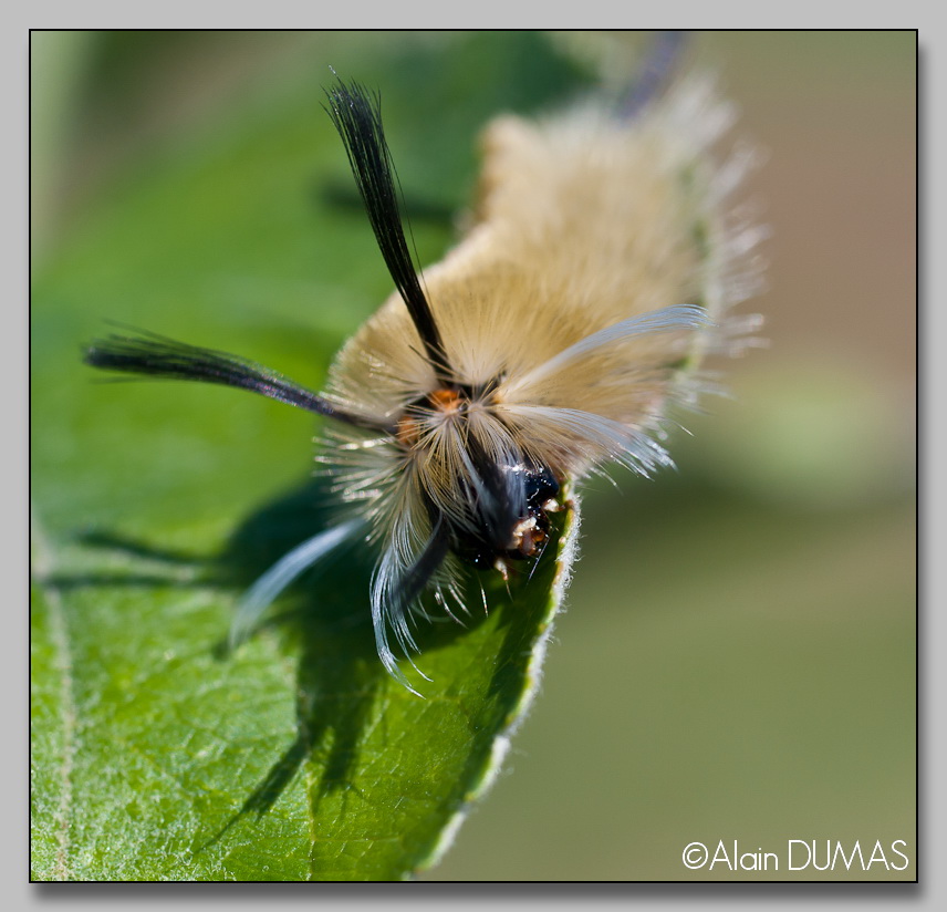 Chenille de lhalisidote du pommier - Banded tussock moth caterpillar