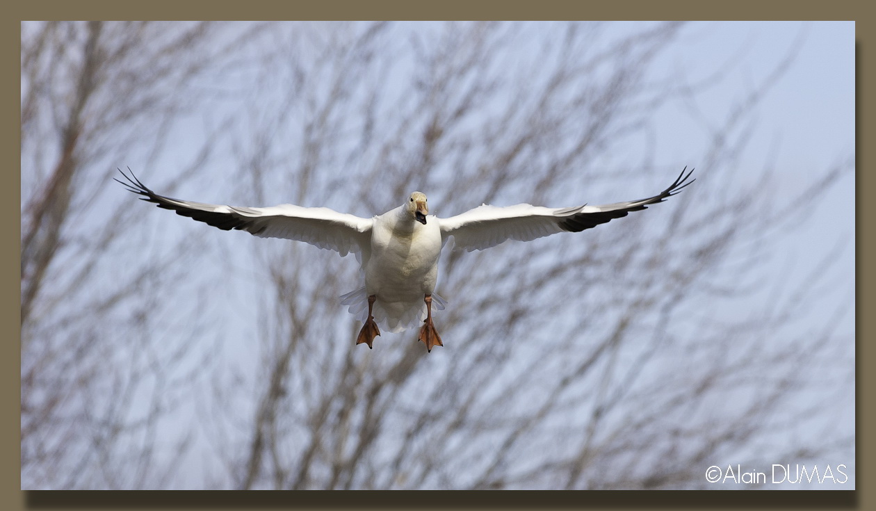 Oie des Neiges - Snow Goose