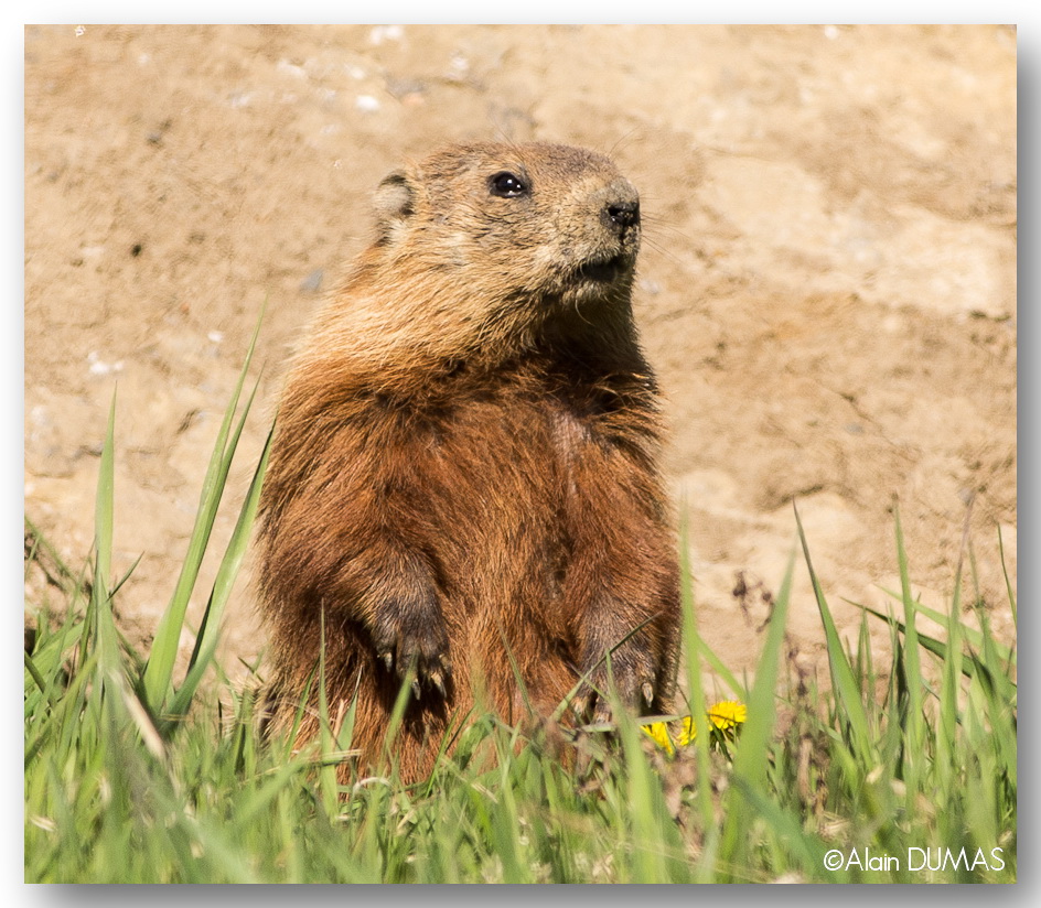 Marmotte Commune - Groundhog