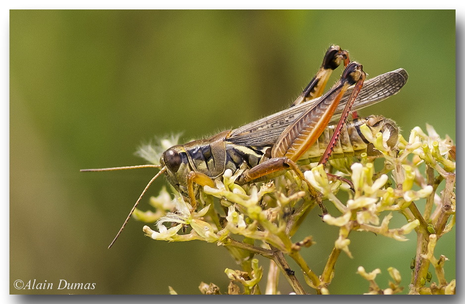 Mlanople  pattes rouges - Red-legged Grasshopper