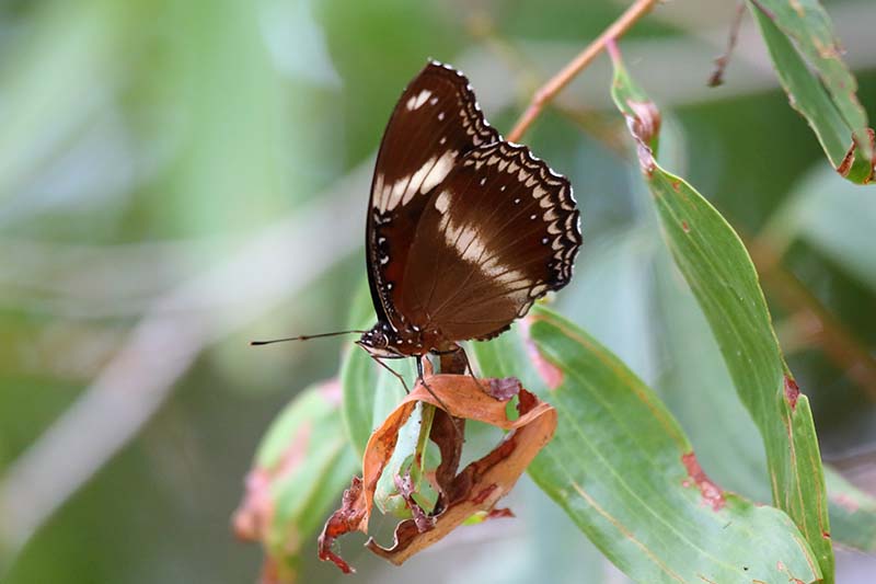 Common Eggfly (Hypolimnas bolina) -- female