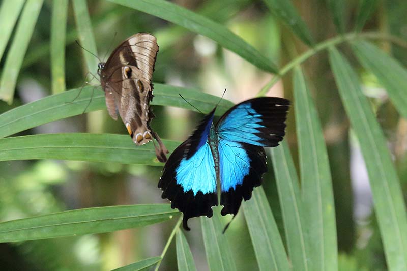 Ulysses butterfly (Papilio ulysses) -- in flight
