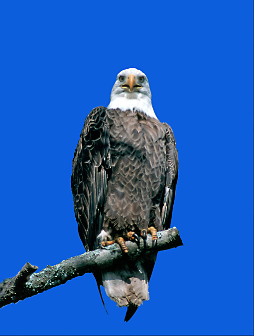   Bald Eagle 