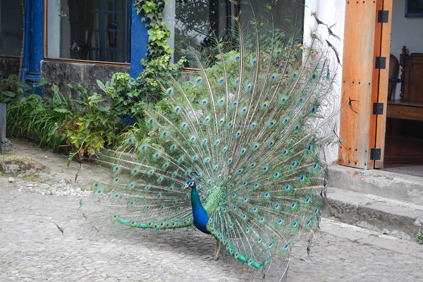 20120816 - Ecuador [Ks Photos] - 0010.JPG