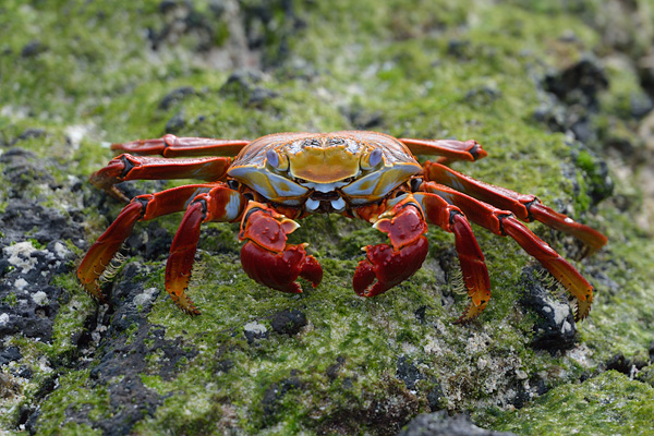 ABD Ecuador and Galapagos [Web Files] - 190.JPG