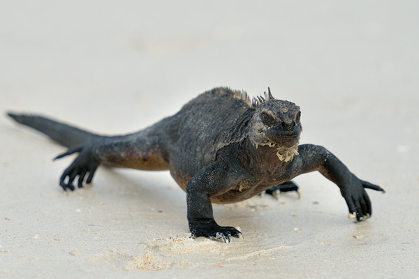 ABD Ecuador and Galapagos [Web Files] - 192.JPG
