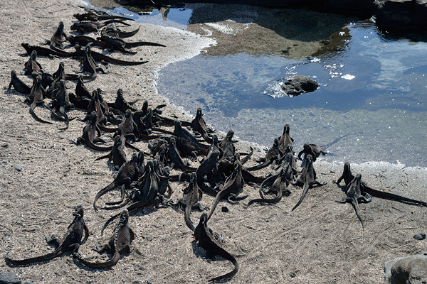 ABD Ecuador and Galapagos [Web Files] - 235.JPG