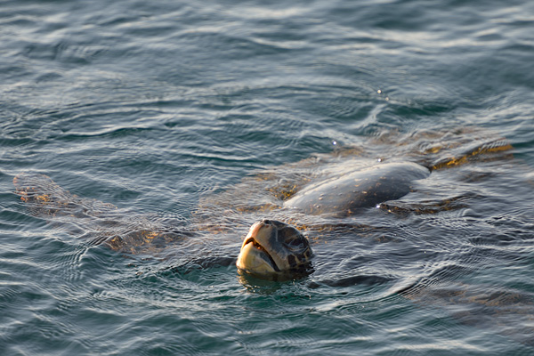 ABD Ecuador and Galapagos [Web Files] - 243.JPG