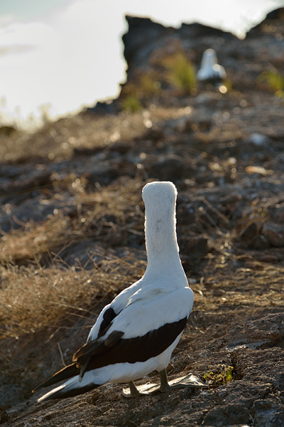 ABD Ecuador and Galapagos [Web Files] - 251.JPG