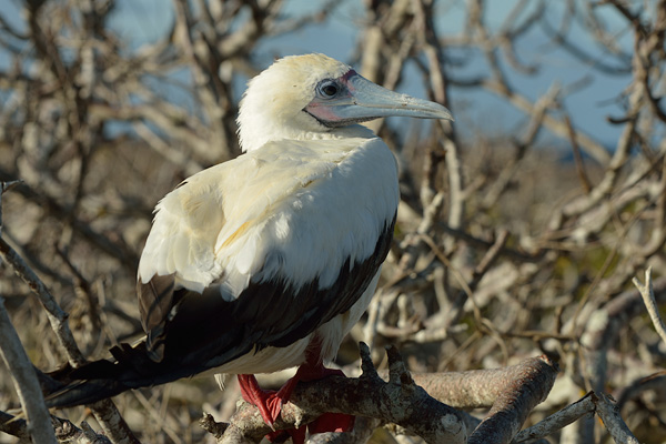 ABD Ecuador and Galapagos [Web Files] - 258.JPG