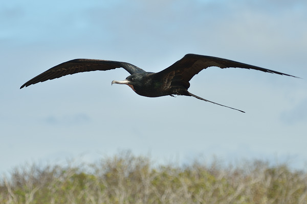 ABD Ecuador and Galapagos [Web Files] - 264.JPG