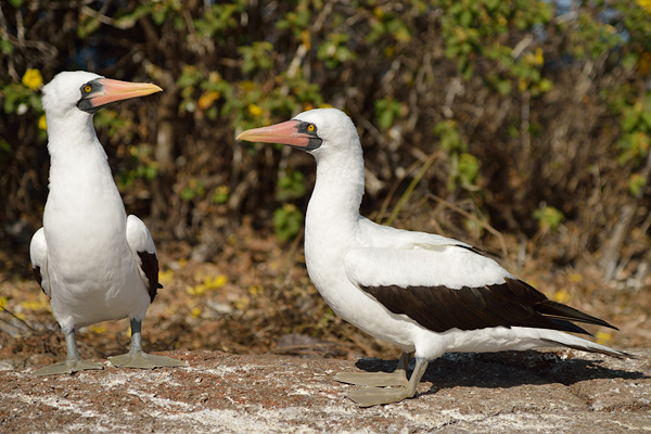 ABD Ecuador and Galapagos [Web Files] - 267.JPG