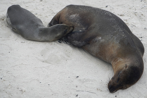 ABD Ecuador and Galapagos [Web Files] - 287.JPG