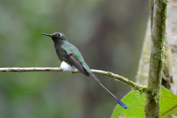 ABD Ecuador and Galapagos [Web Files] - 389.JPG