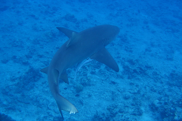 20121009 - Bora Bora (AW) - 0021.jpg