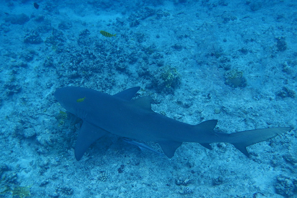 20121009 - Bora Bora (AW) - 0030.jpg