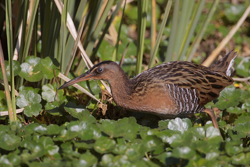 King Rail