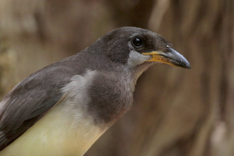 Brown Jay