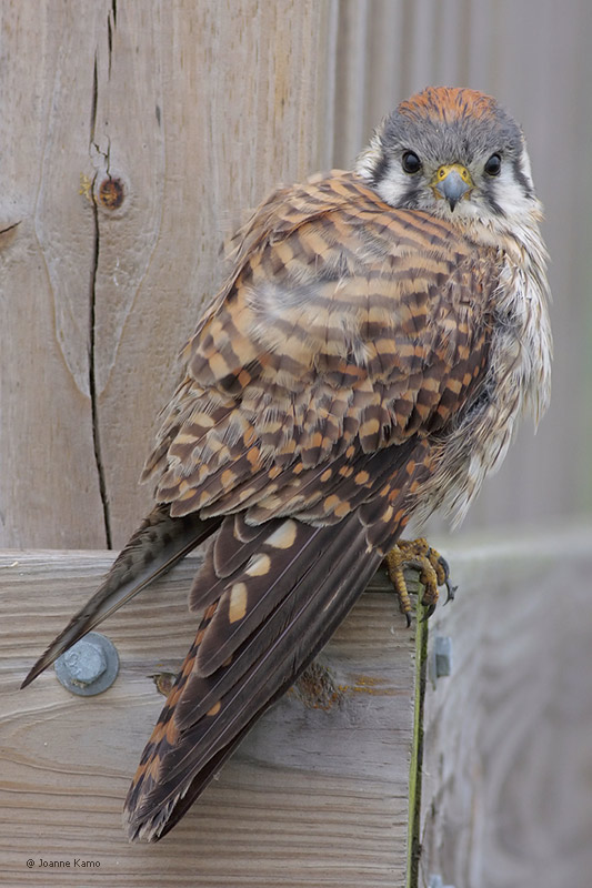 American Kestrel