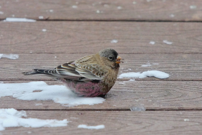 Brown-capped Rosy Finch