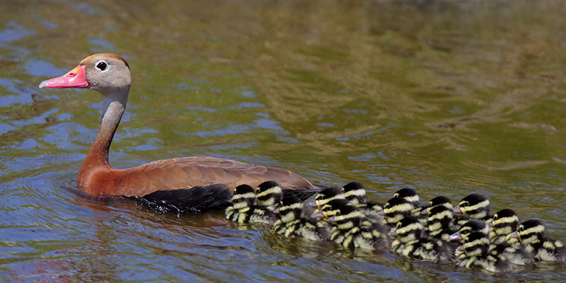 Black-bellied Whistling Duck and 17 Ducklings