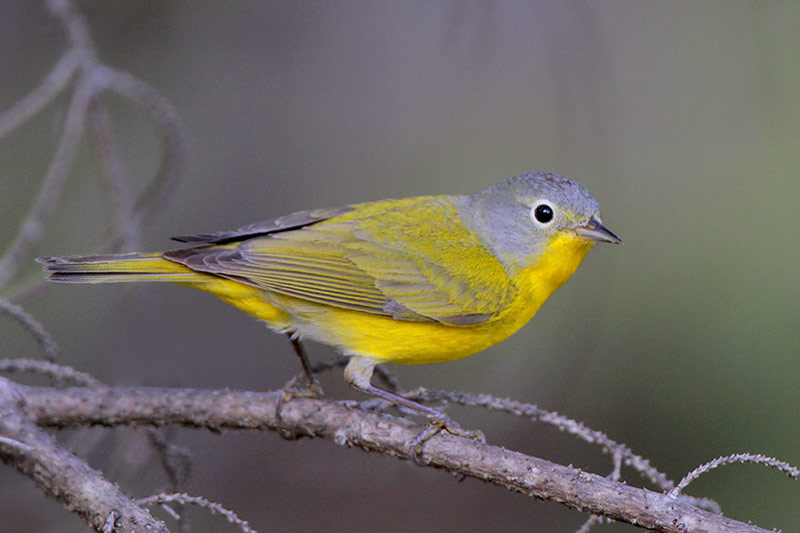 Nashville Warbler