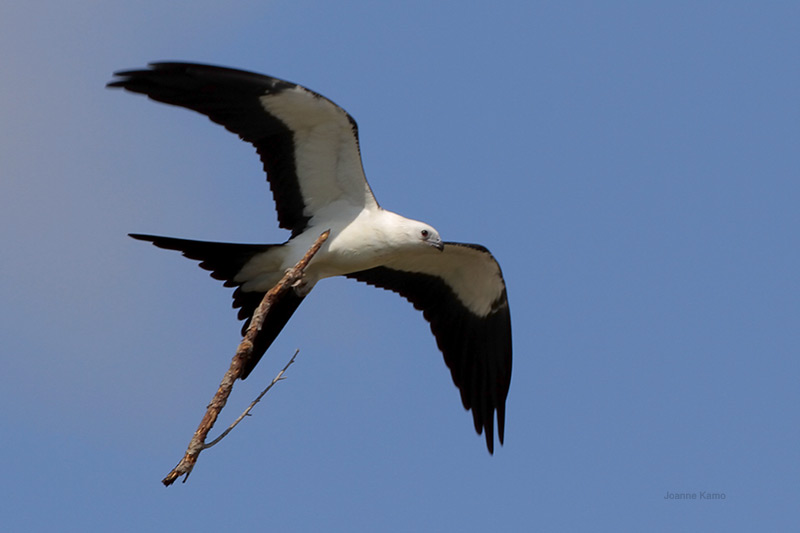Swallow-tailed Kite (juve) Carrying Stick
