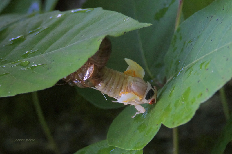 17-year Cicada Emerging from Shell