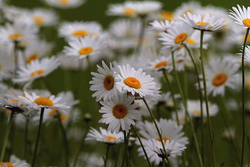 Three Daisies