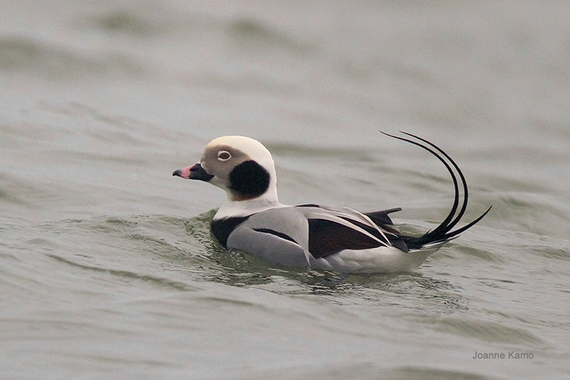 Long-tailed Duck