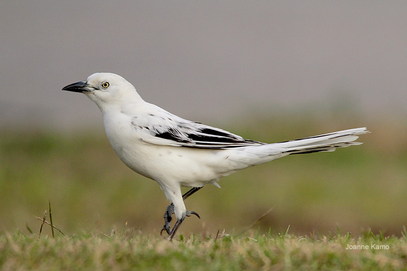 Leucistic Great-tailed Grackle