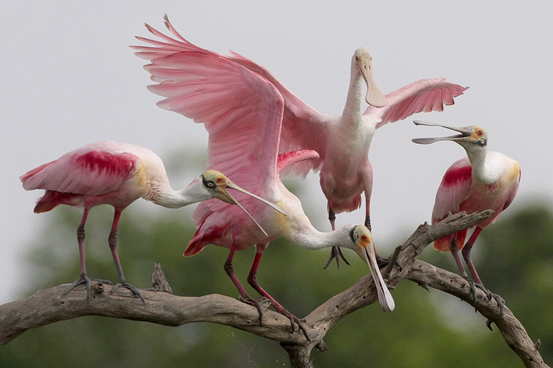 Roseate Spoonbills