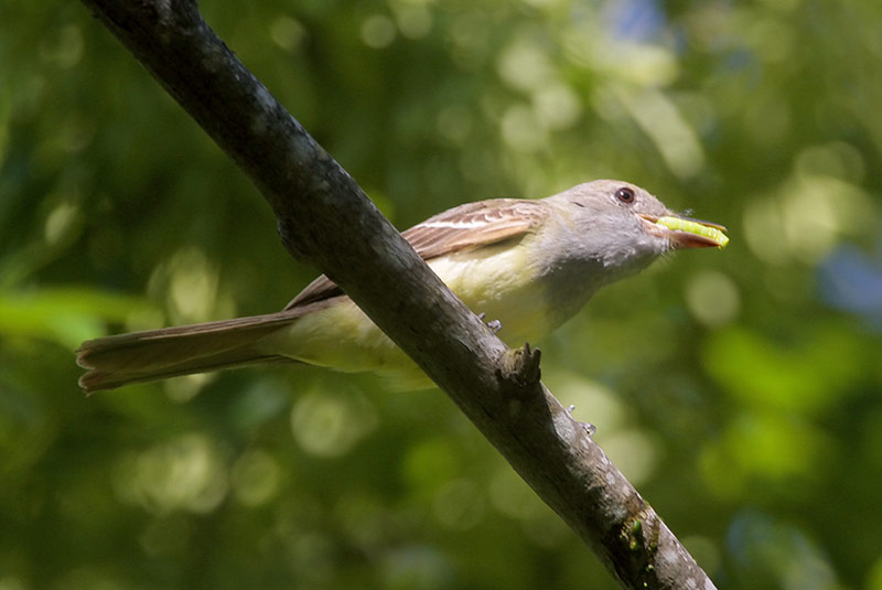 Great Crested Flycatcher and Caterpillar