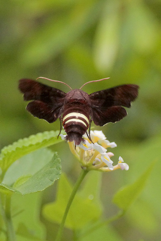 Hummingbird Moth