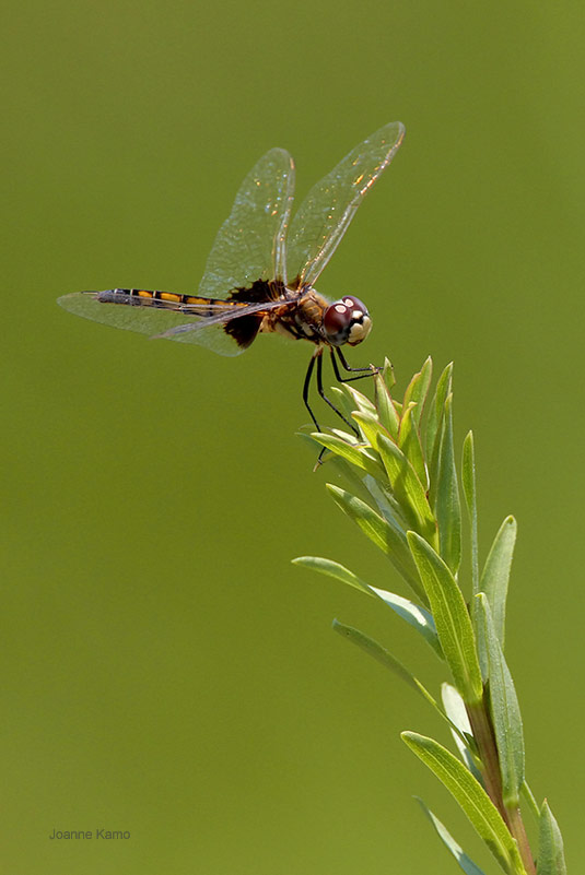 Saddlebags