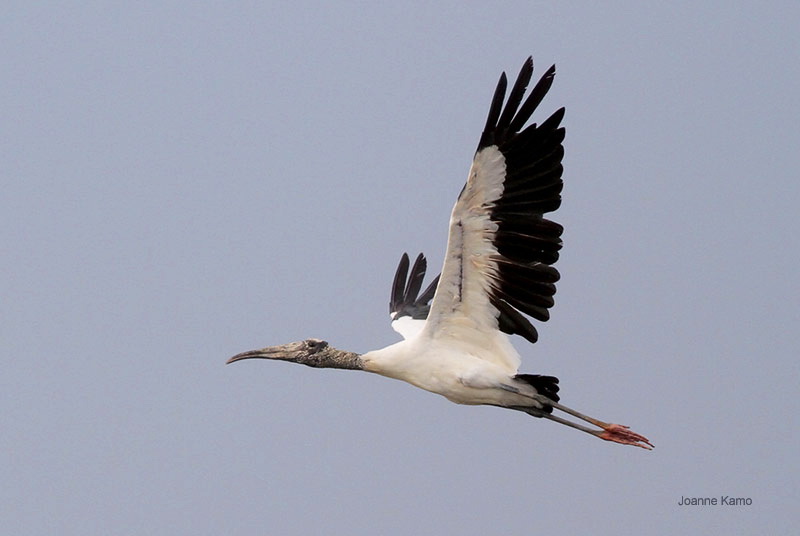 Wood Stork