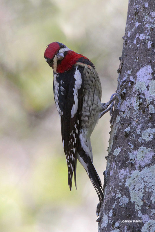 Red-naped Sapsucker