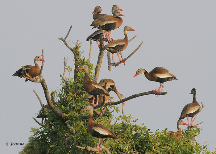 Whistling Duck Christmas Tree