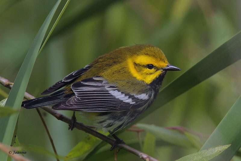 Black-Throated Green Warbler